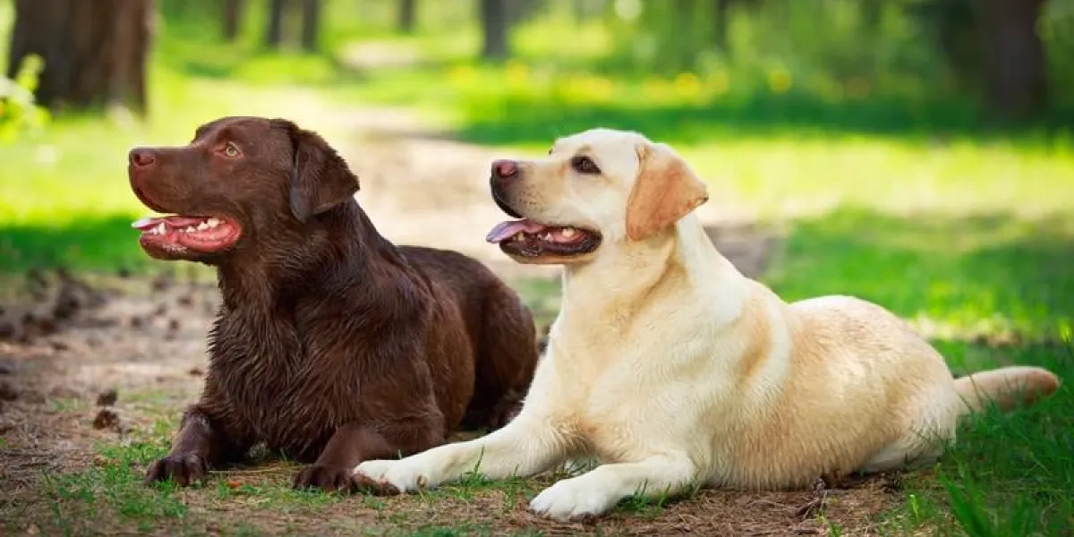 deux labrador retriever chien