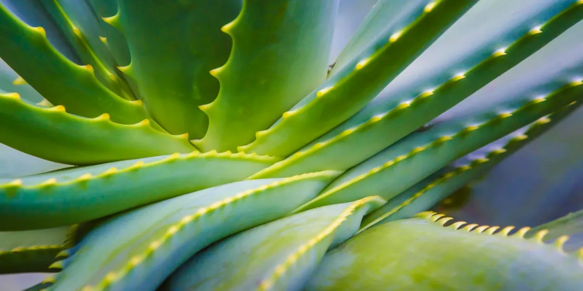gros plan de l'usine d'aloe vera