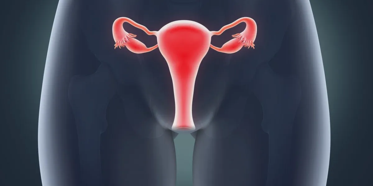 female reproductive system anatomy illustration 3d render
