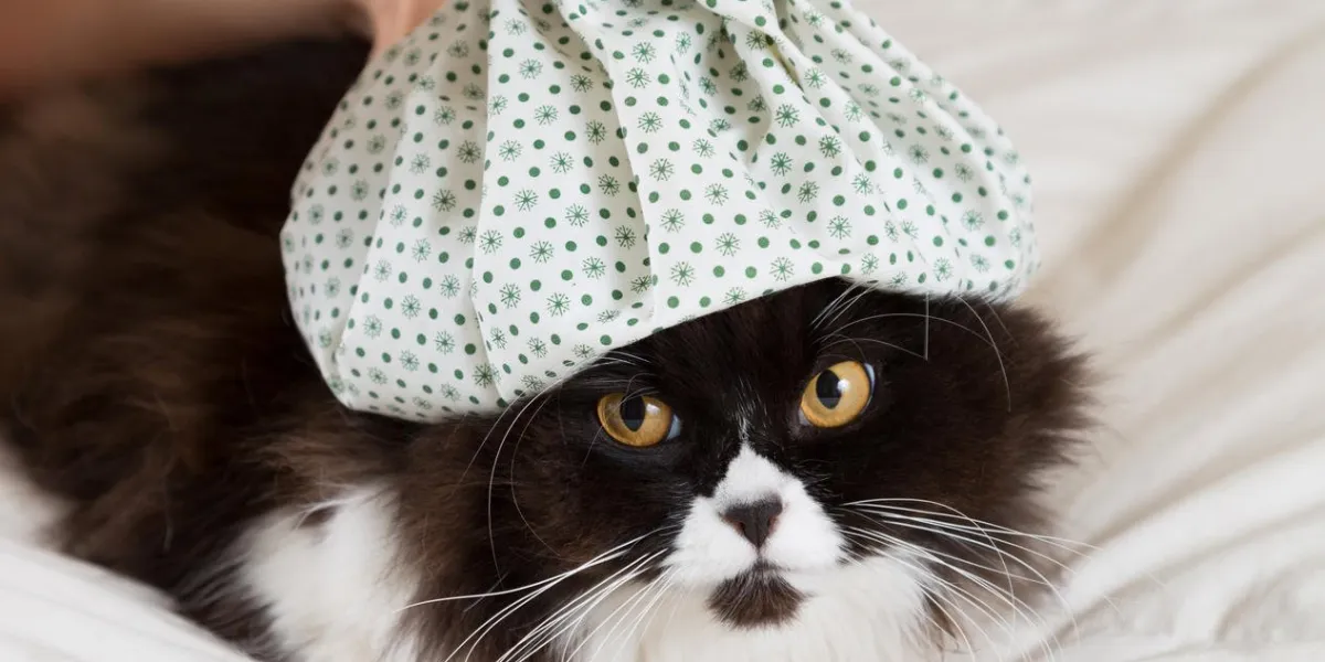 black and white cat with patterned water bottle on its head