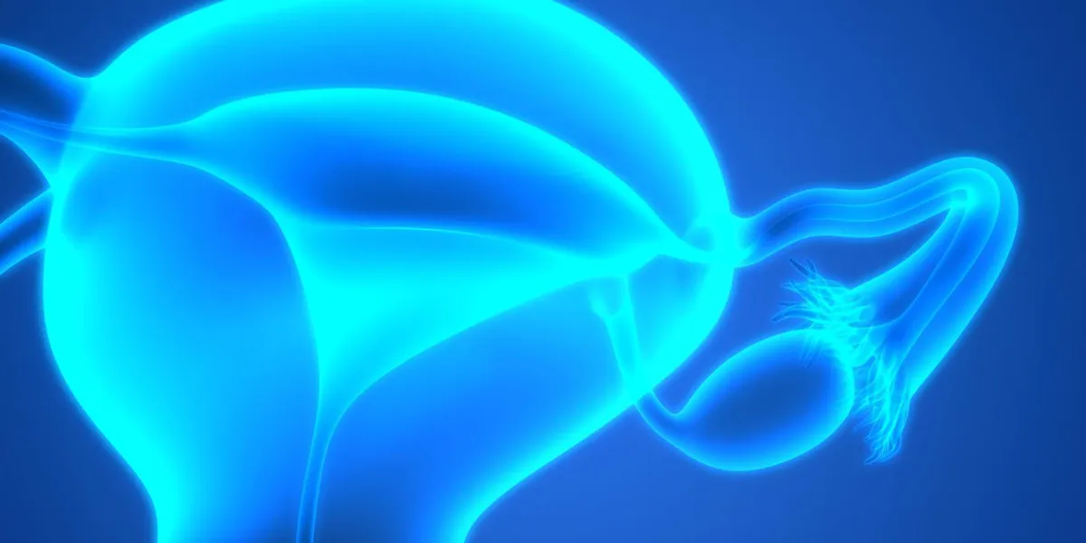 illustration 3d de l'anatomie du système reproducteur féminin