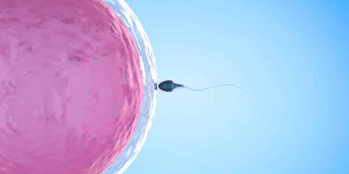 spermatozoïdes de rendu 3d fertiliser avec ovule