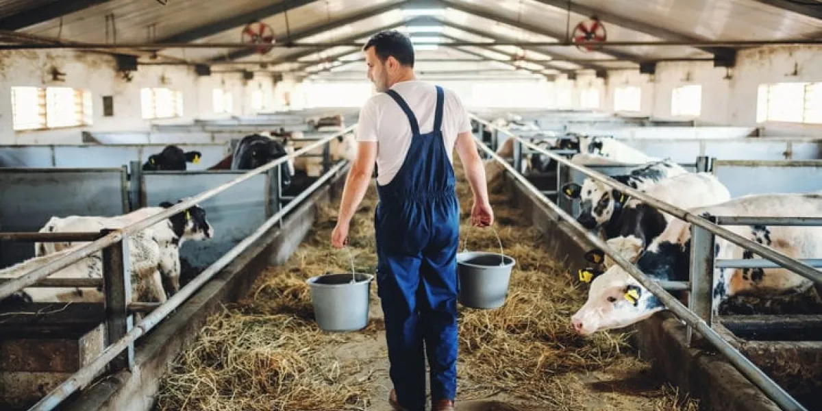 rear view of handsome caucasian farmer in overall holding buckets in hands with animal food stable interior