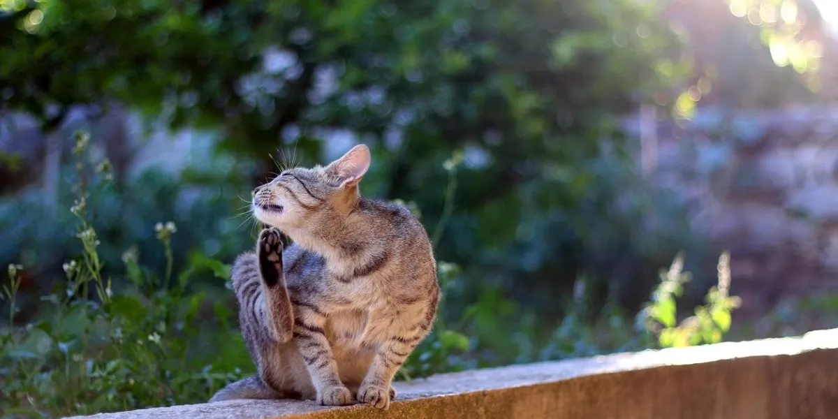 brown tabby scratching in the garden selective focus