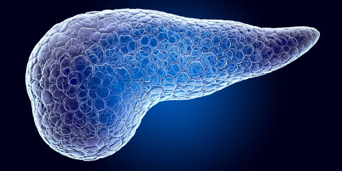 pancreas, x-ray hologram 3d rendering on dark blue background