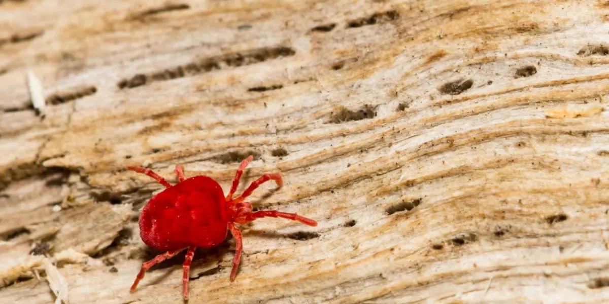 a close up of a red velvet mite foraging on a log during spring