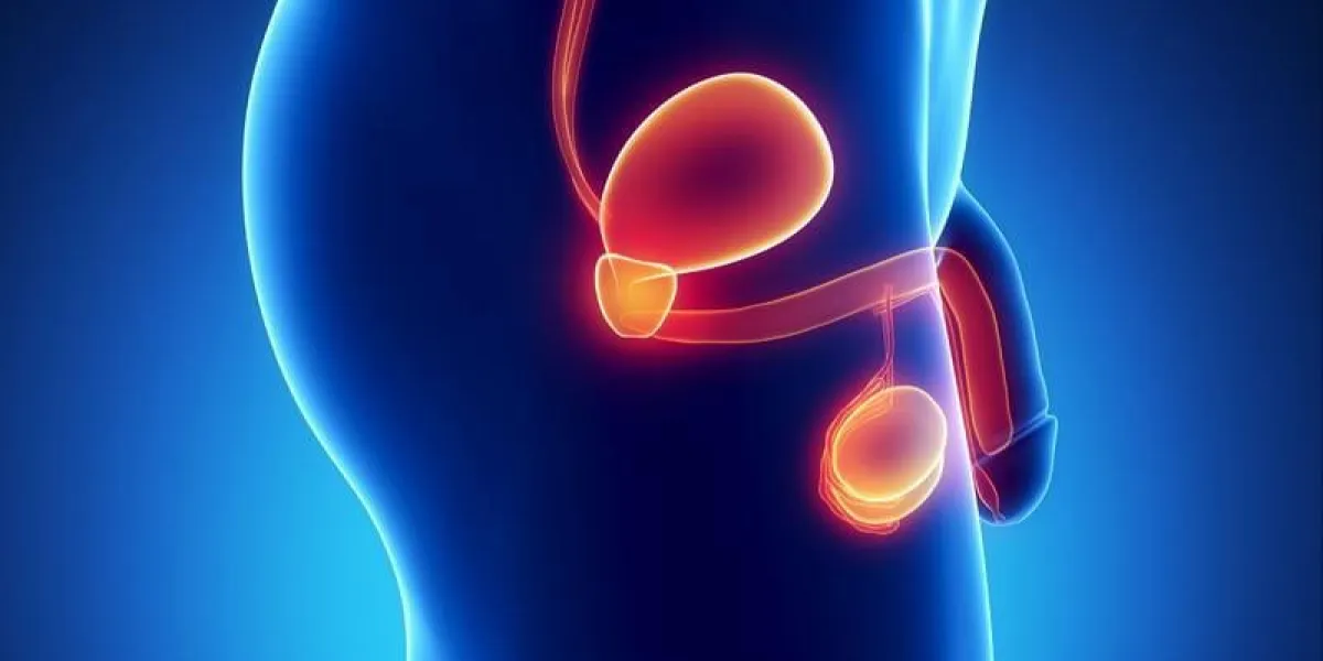anatomie masculine des organes humains en vue aux rayons x