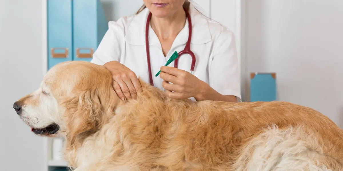 veterinary antiparasitic placing a pipette into a golden retriever in the consultation