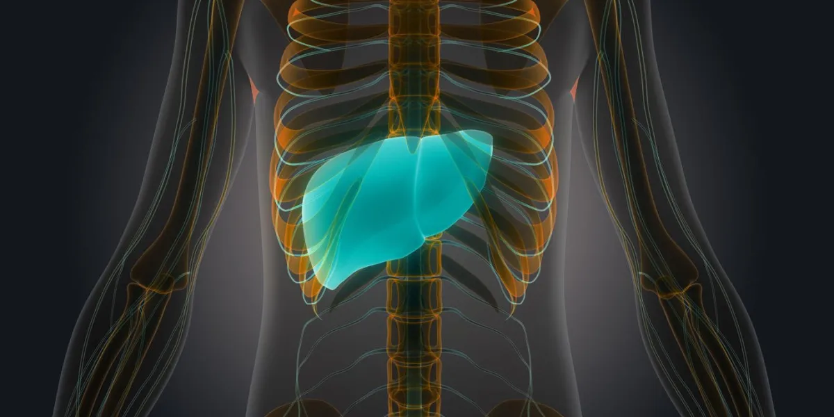 illustration 3d de l'anatomie des organes du corps humain (foie avec système nerveux)
