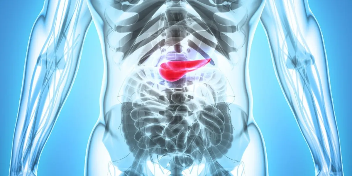 illustration 3d du pancréas - partie du système digestif, concept médical