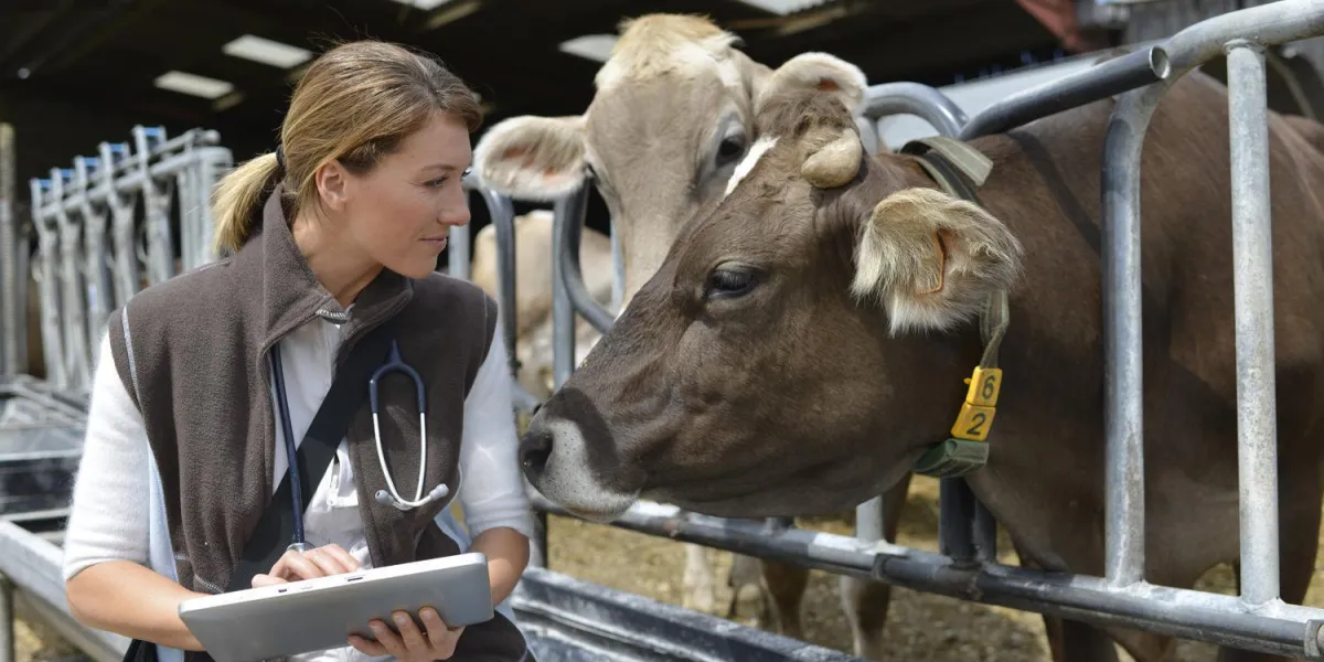 vétérinaire vérifiant la santé du troupeau dans la grange