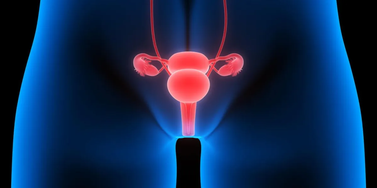 illustration 3d du système reproducteur féminin