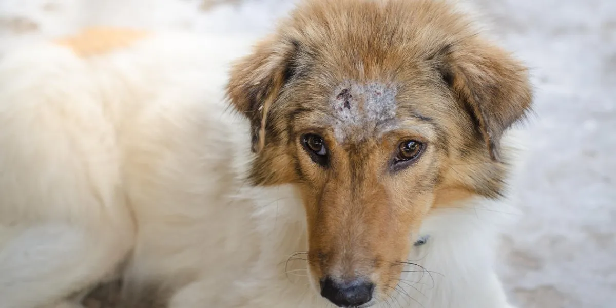white dog with head wounds on the poor