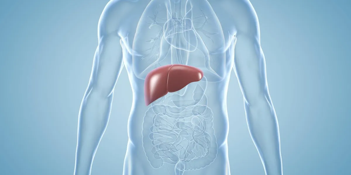 illustration 3d anatomique du foie