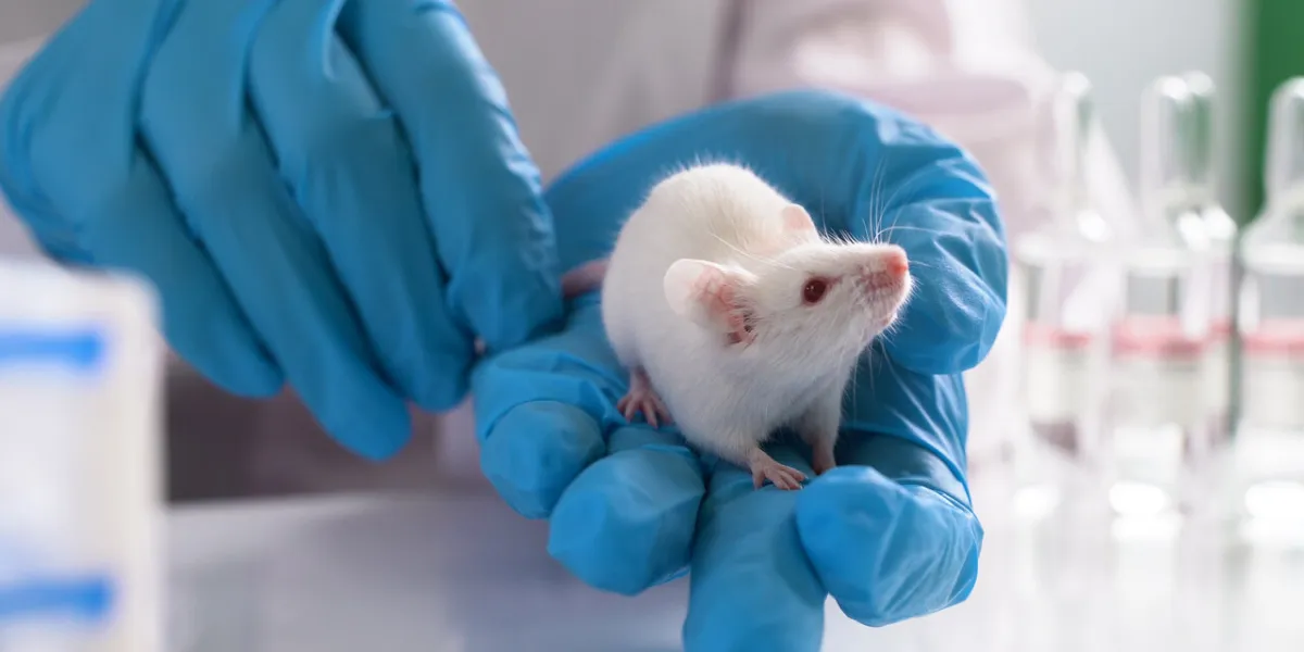 testing drugs and vaccine on mice concept - laboratory animals, testing drugs, vaccines research on laboratory animals