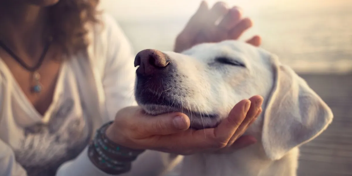 owner caressing gently her dog