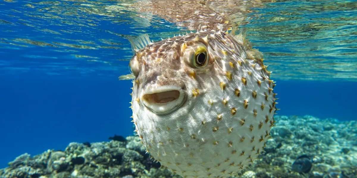 yellowspotted burrfish (cyclichthys spilostylus) using its defense system red sea