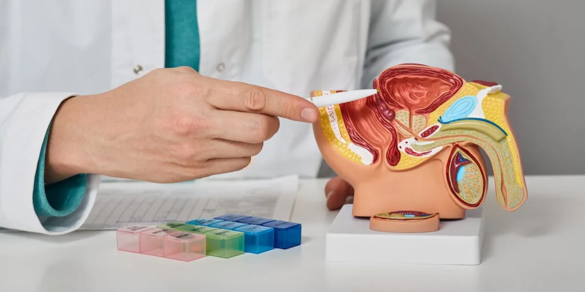 urology, treatment of men's diseases and prostatitis consultation of a male urologist for a patient with prostatitis anatomical model of male reproductive system, close-up