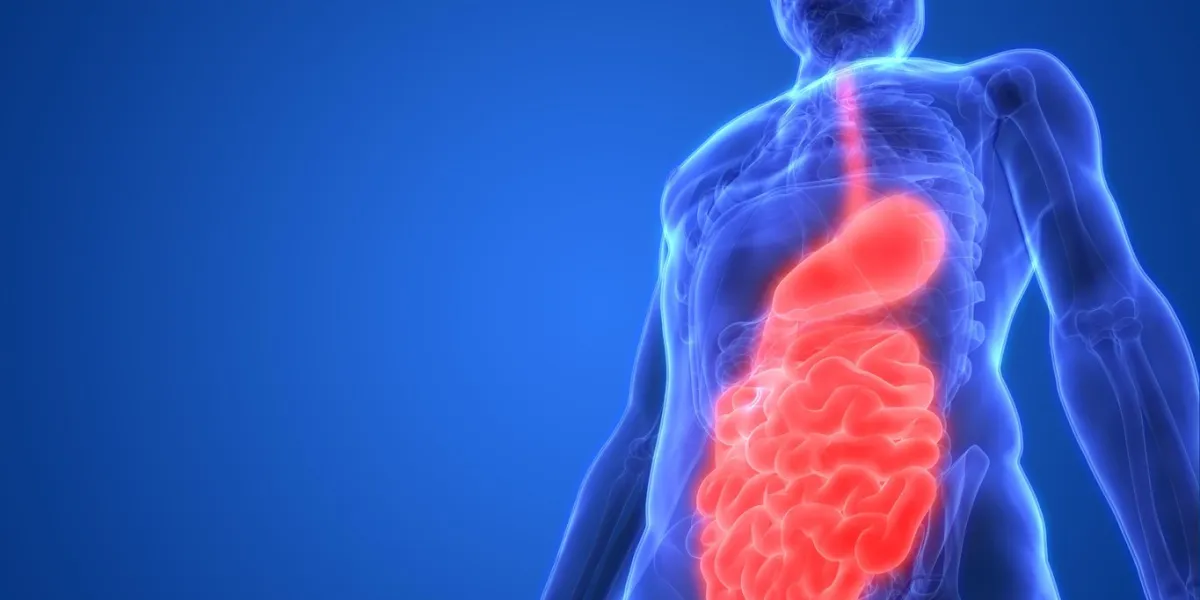 3d illustration of human digestive system stomach with small intestine anatomy