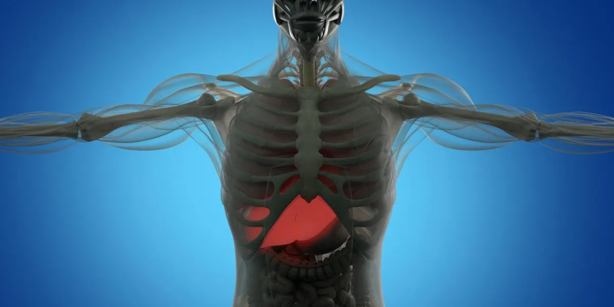 anatomie humaine foie xray comme vue, illustration 3d futuriste scan