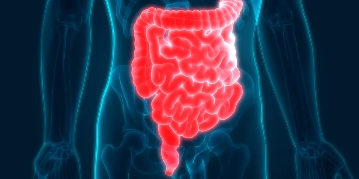 illustration 3d de l'anatomie du système digestif humain (gros intestin et petit intestin)