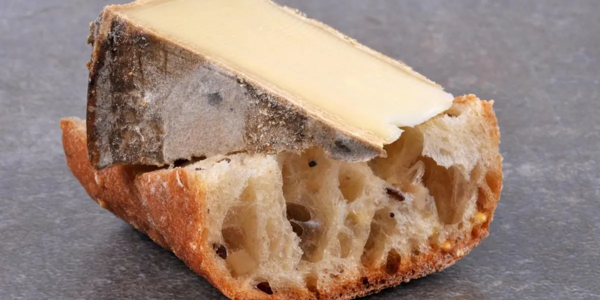 morceau de tomme de savoie sur une tartine
