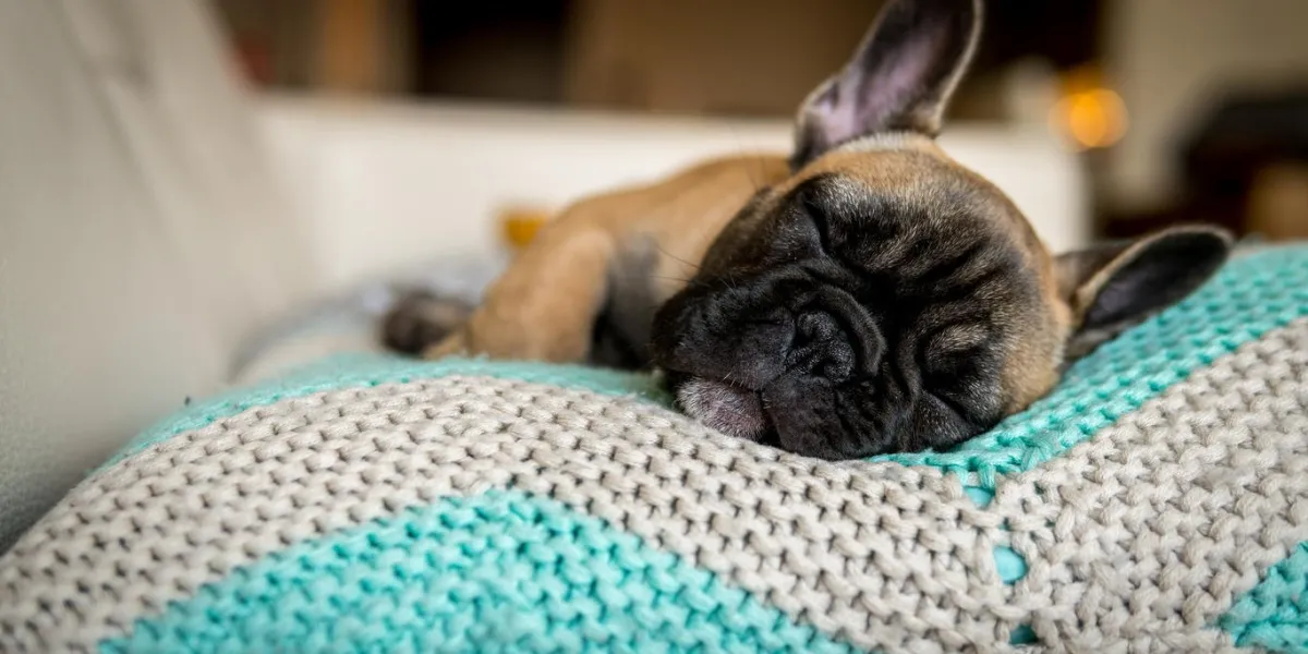 black face blonde french bulldog puppy sleeping on their side on a teal and grey chevron throw pillow on a coach indoors