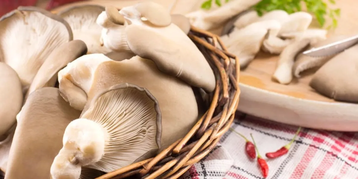 bunch of fresh oyster mushrooms ready for cooking
