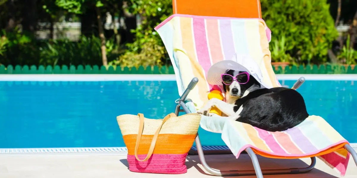 funny dog resting on a deck chair and wearing sunglasses on summer vacation at swimming pool