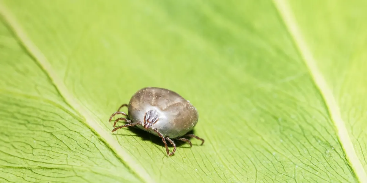 close-up haemaphysalis longicornis on leaves