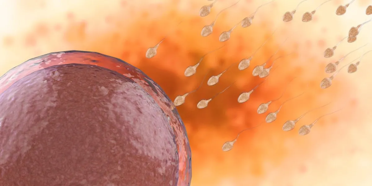 spermatozoïdes de rendu 3d fertiliser avec ovule