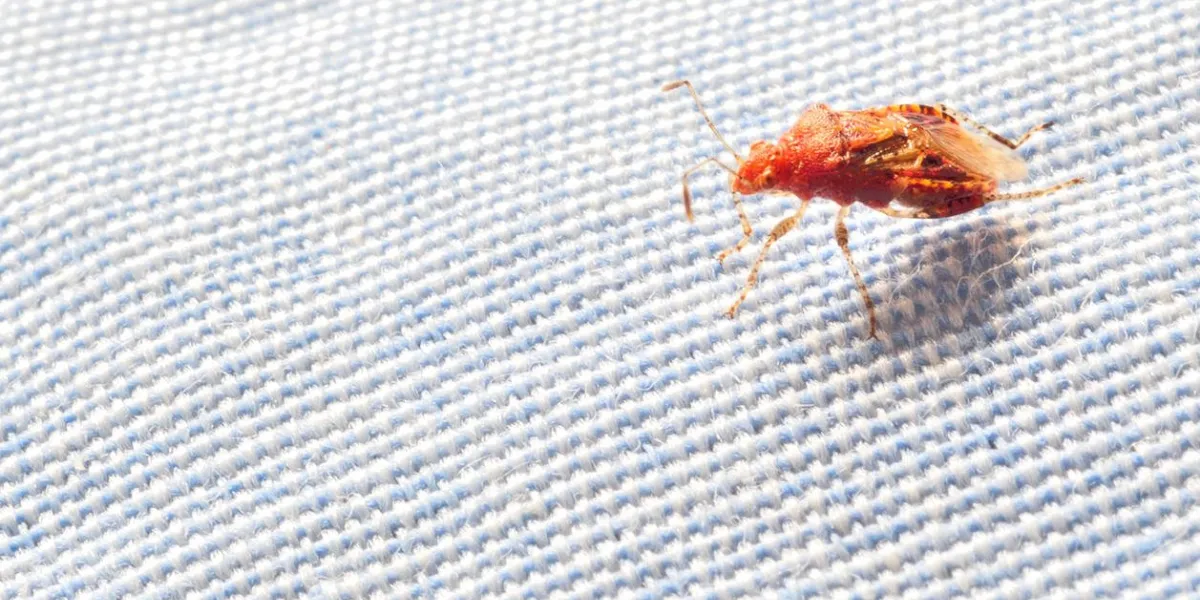an arthropode on a piece of cloth
