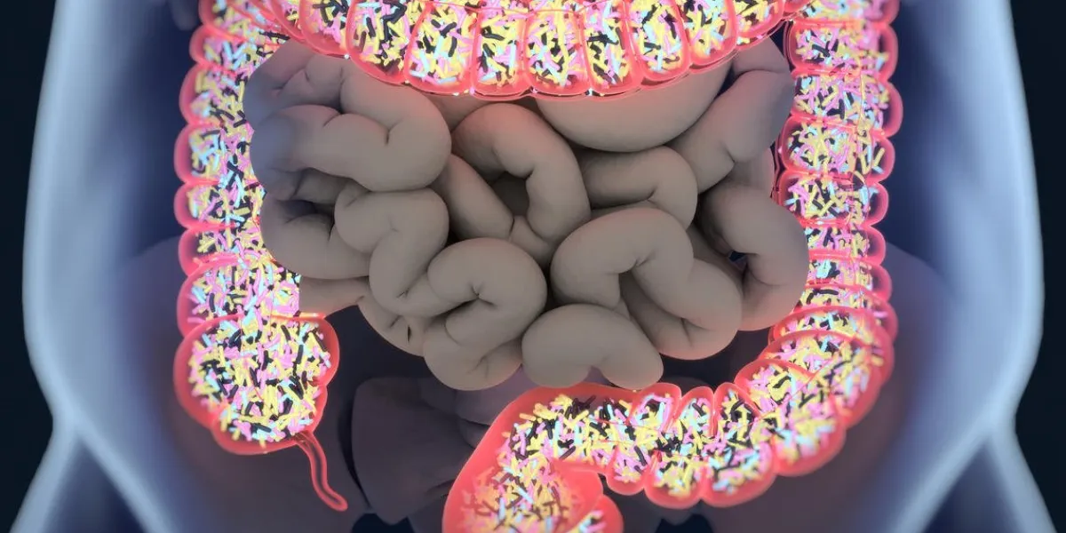 bactéries intestinales, bactéries microbiome à l'intérieur du gros intestin, concept, représentation illustration 3d bactéries intestinales, bactéries microbiome à l'intérieur du gros intestin, concept, représentation illustration 3d