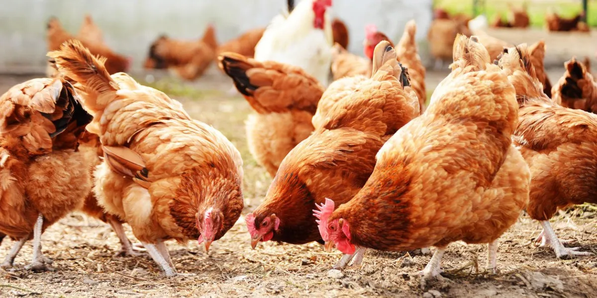 poulets sur une ferme avicole traditionnelle en plein air