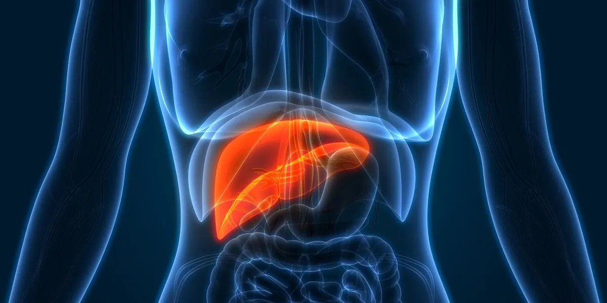 3d illustration of human liver anatomy