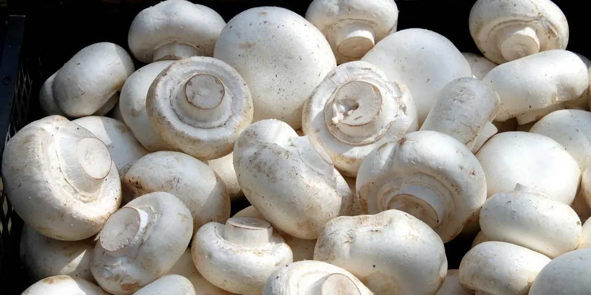 champignons de paris au marché
