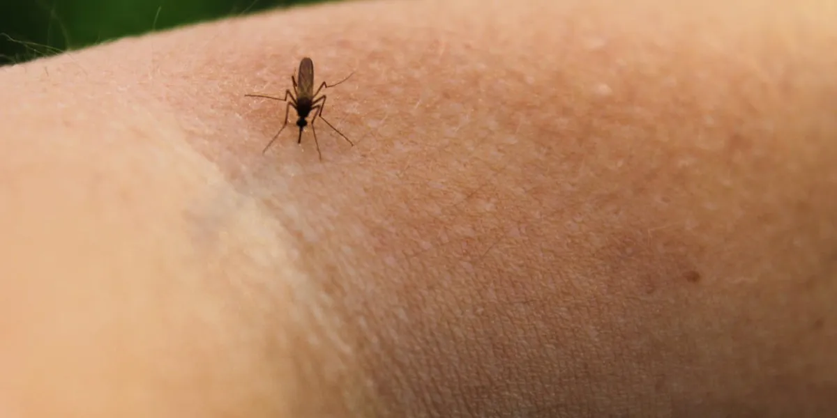 moustique-piskun (culex pipiens) se nourrit du sang du corps humain