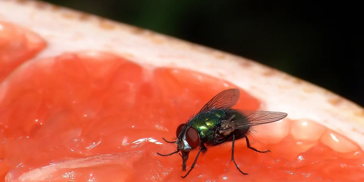 une mouche se nourrissant d'un pamplemousse frais très visible