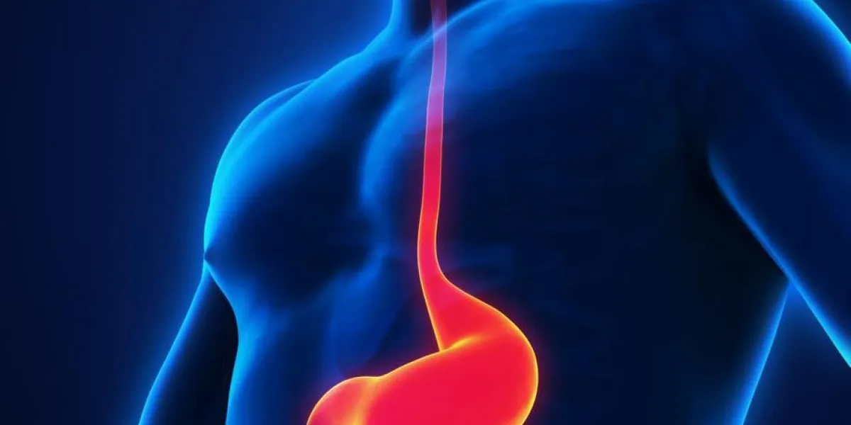 illustration de l'anatomie humaine de l'estomac rendu 3d