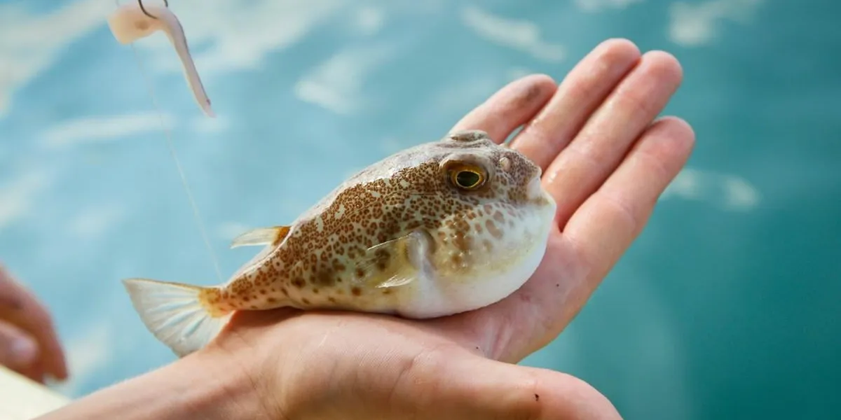 fugu fish caught while fishing in siam bay