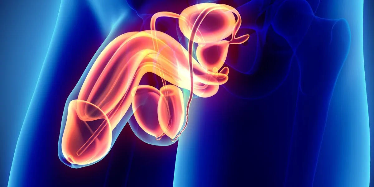 reproductive system male - 3d illustration medical concept