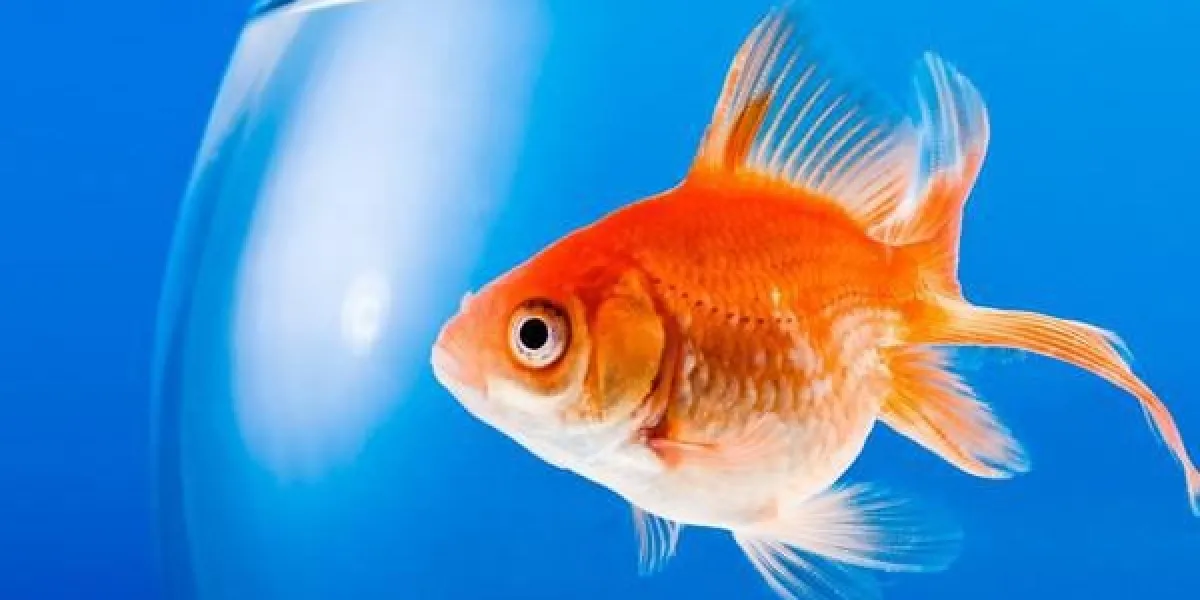 poisson rouge sur un fond bleu