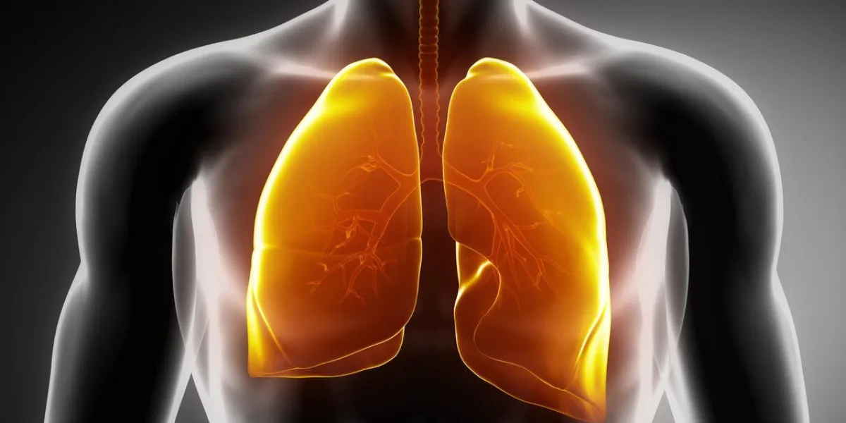 anatomie masculine des organes humains en vue aux rayons x