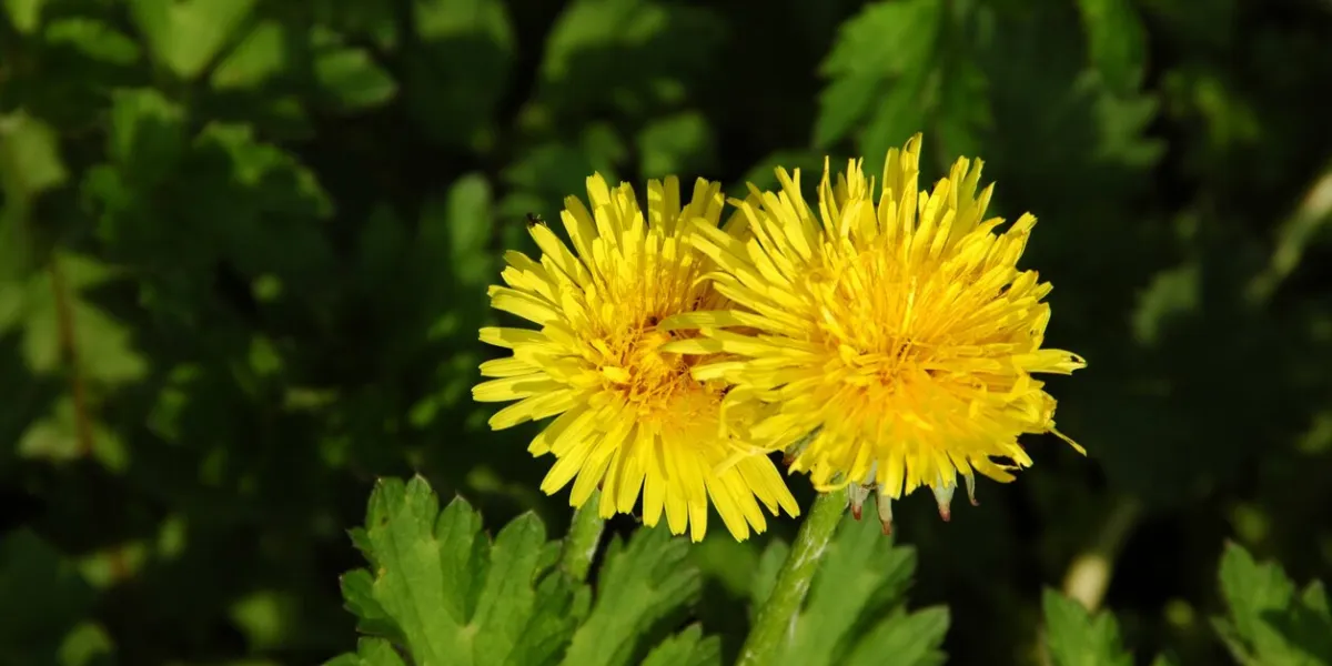 two dandelions isolated against green background