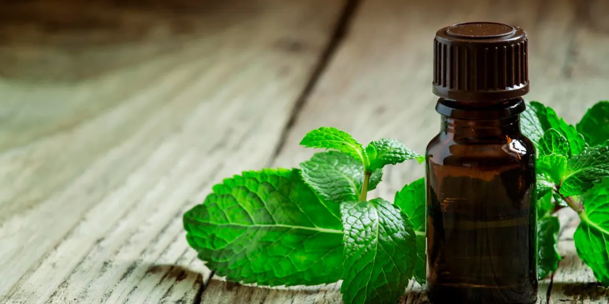 huile essentielle de menthe poivrée dans une petite bouteille brune à la menthe verte fraîche sur un fond en bois ancien, mise au point sélective