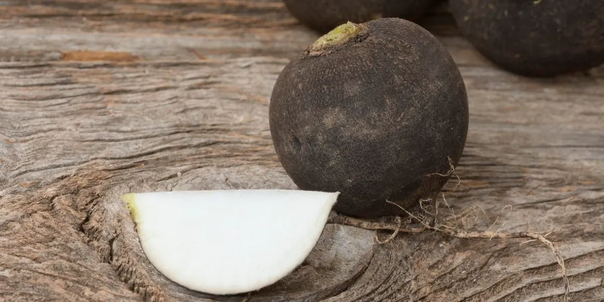 black radish on wooden background