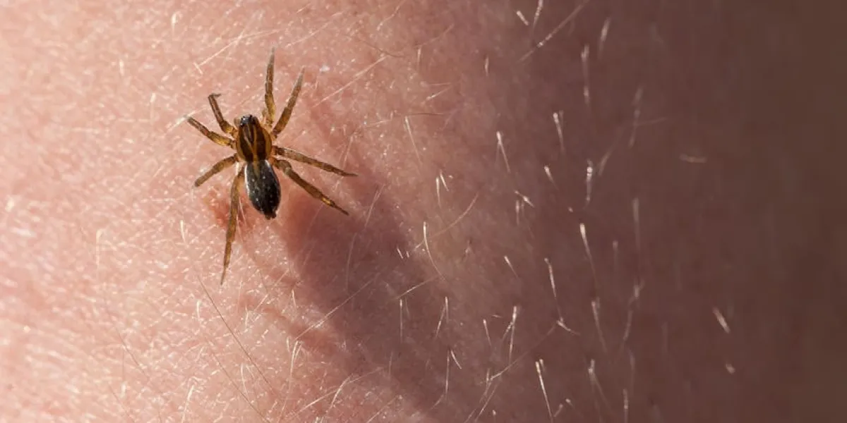 araignée effrayante sur la peau poilue des mains