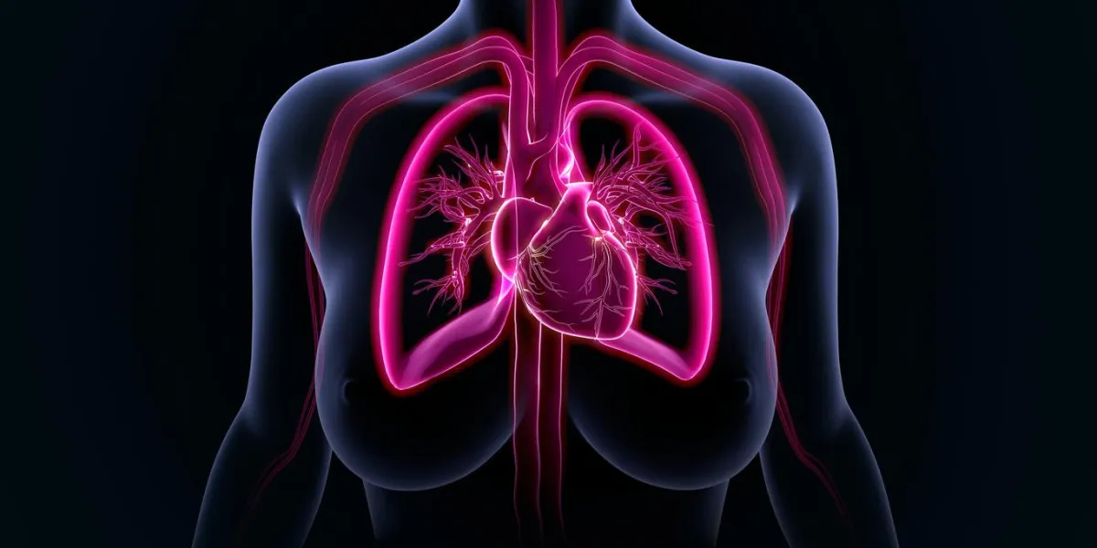 heart with lungs