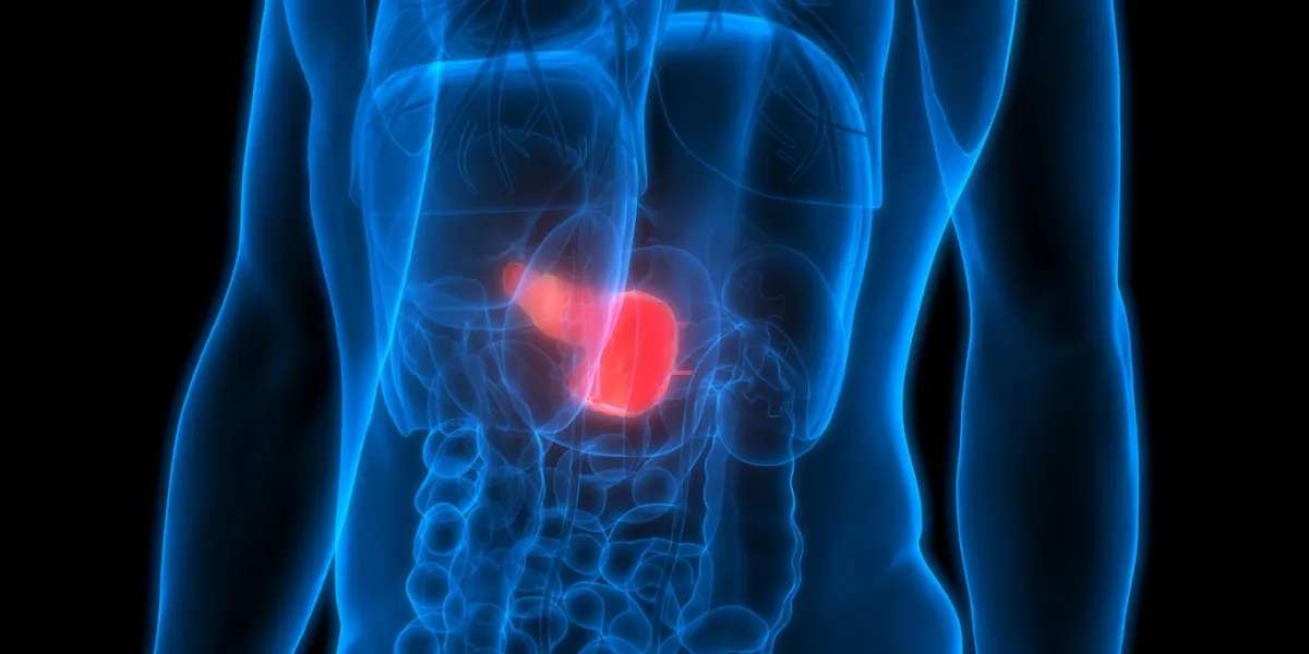 3d illustration of human body organs anatomy (pancreas)