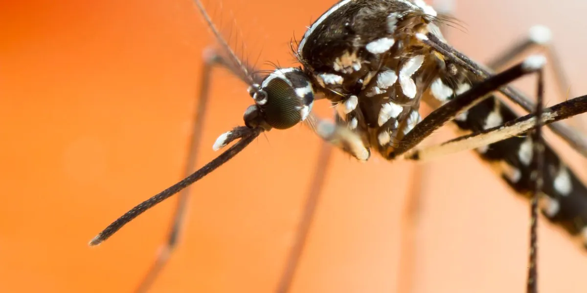 asian tiger mosquito (aedes albopictus) at about 4 times life-size magnification on sensor this nasty insect is proving deadly across many continents as a virus carrier